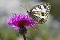 melanargia galathea